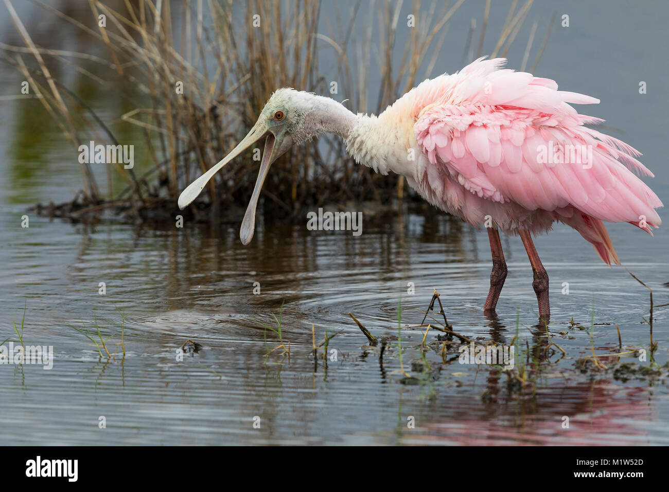 Ein jugendlicher Rosalöffler (Platalea ajaja) mit seiner Rechnung öffnen - Naturschutzgebiet Merritt Island, Florida Stockfoto