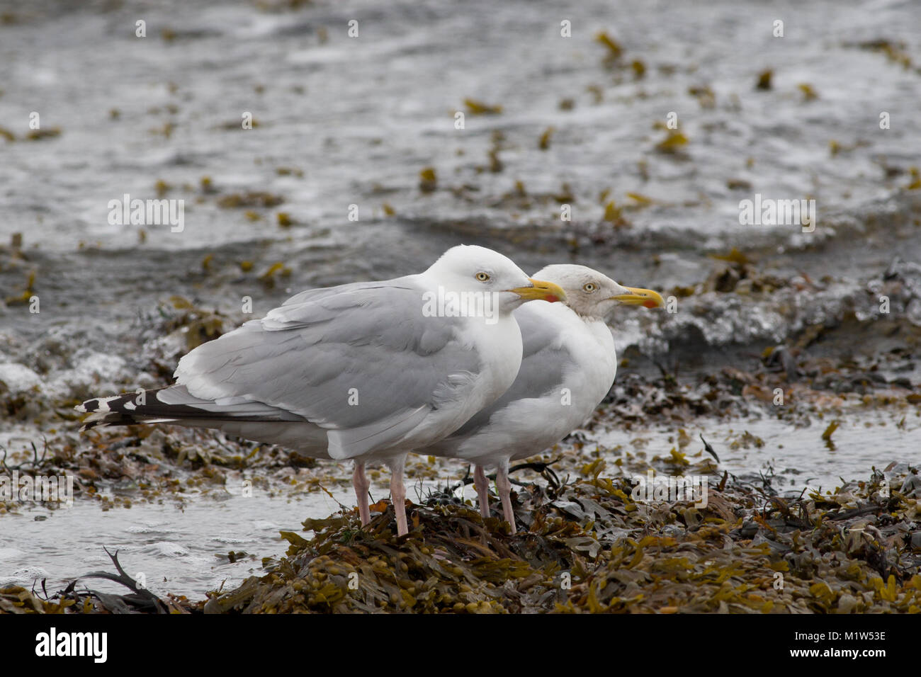 Paar nach Silbermöwe, Larus argentatus, Channonry Punkt, Schottland, Großbritannien Stockfoto