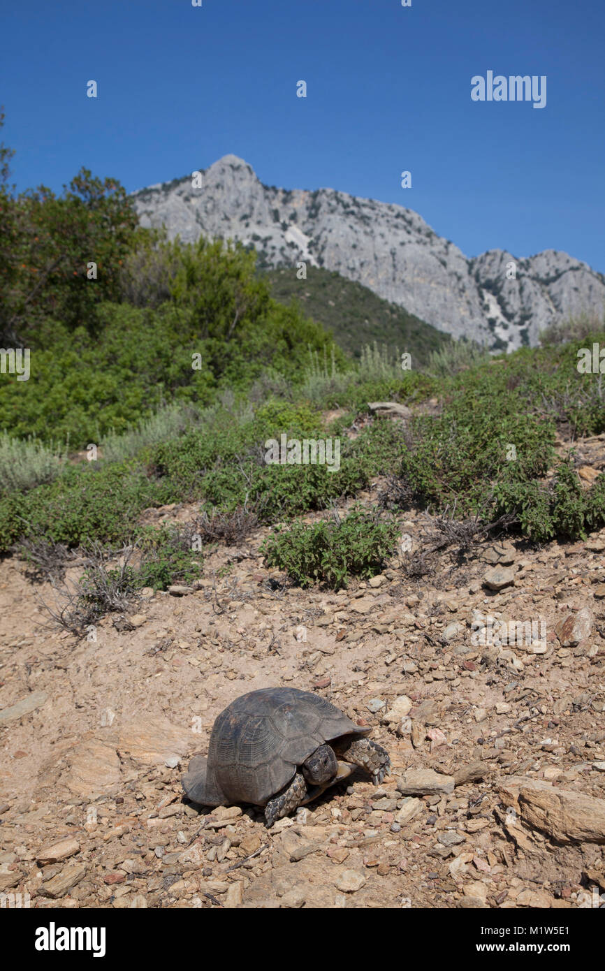 Schildkröte Stockfoto