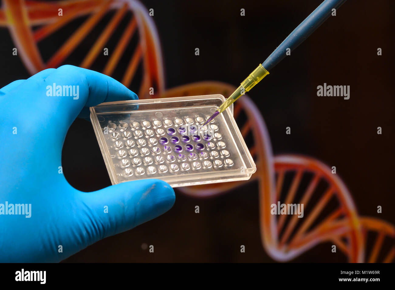 DNA-Tests in einem wissenschaftlichen Labor. Die Genomforschung mit modernen Methoden der Biotechnologie. Stockfoto