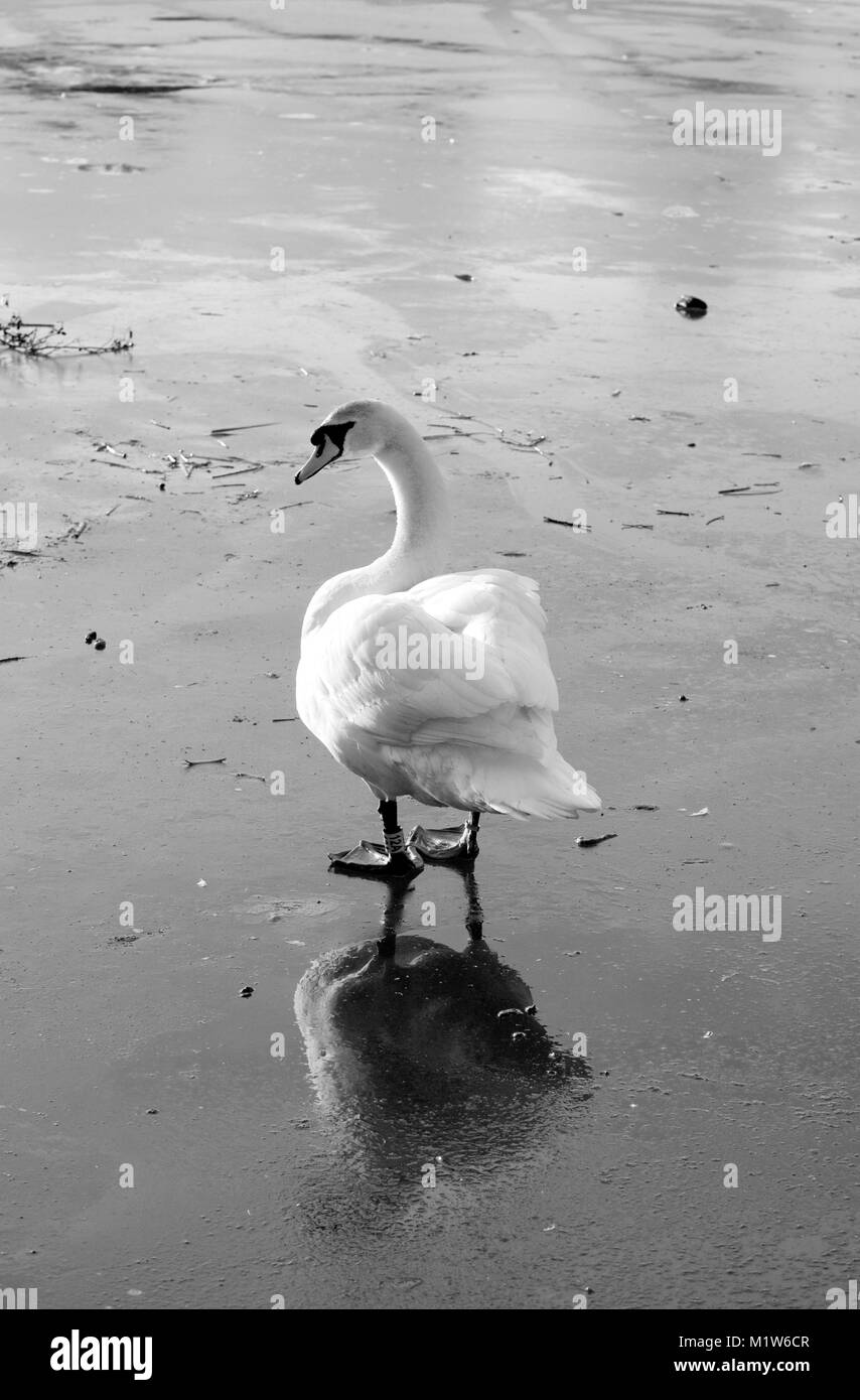 Cygnus olor. Eine Mute swan auf einem zugefrorenen See im Winter. Schwarz und Weiß. Stockfoto