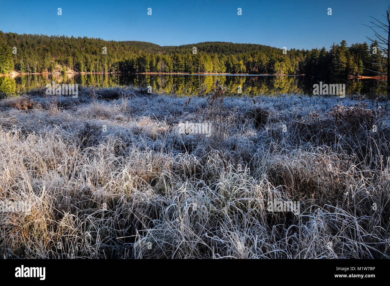 Frosted Gräser bei Rock Teich, Pharoah Lake Wilderness Area, Adirondack Forest Preserve, New York Stockfoto
