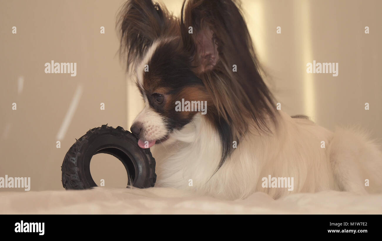 Junge Hunde Rassen Papillon, Continental Toy Spaniel nagt Gummireifen - Ein Fun reifen Wechsler Stockfoto