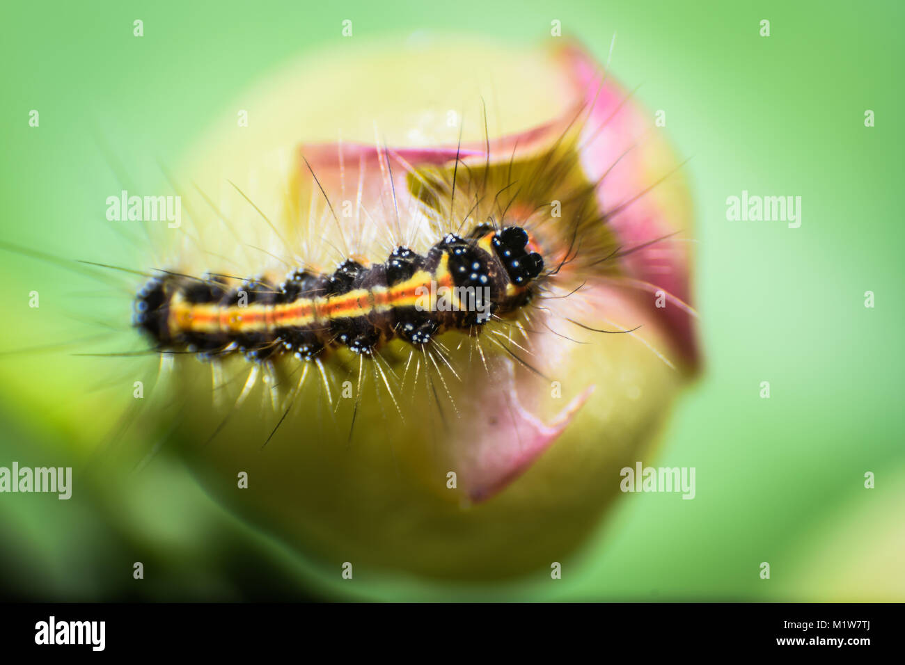 Insekten Welt durch Makro Stockfoto