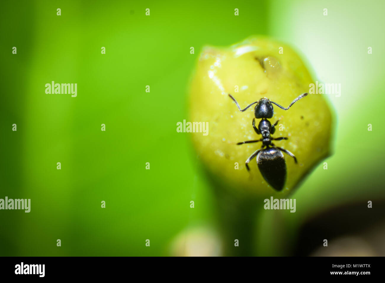 Insekten Welt durch Makro Stockfoto