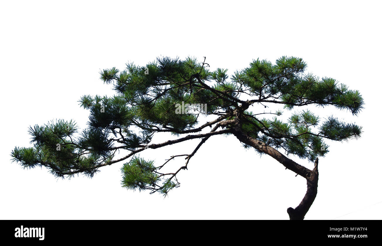 Pine Tree auf weißem Hintergrund Stockfoto