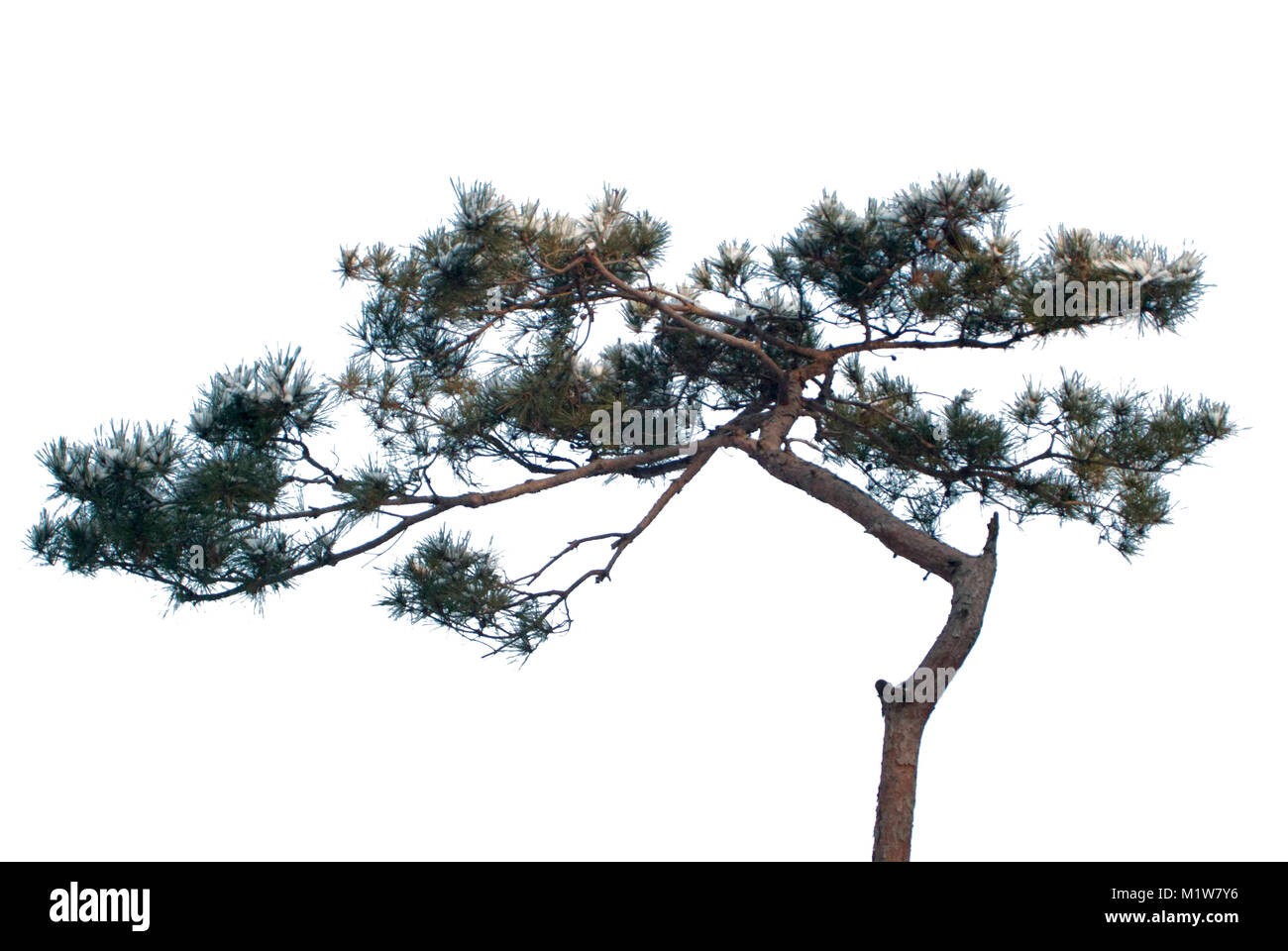 Pine Tree auf weißem Hintergrund Stockfoto