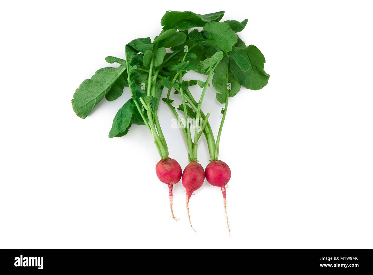 Frische organische reife rote Rübe in weißem Hintergrund Stockfoto