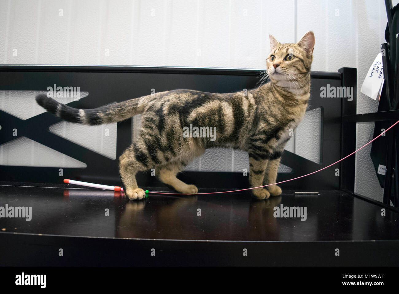 Eine Katze erforscht seine Umgebung an den Yolo County Animal Shelter. Stockfoto