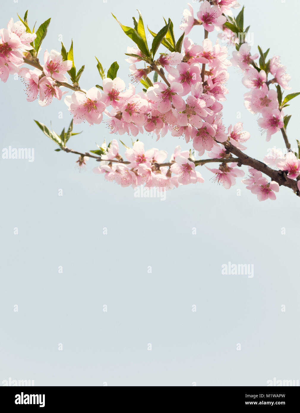 Zweige mit schönen rosa Blumen (Pfirsich) gegen den blauen Himmel. Getönten Bild. Stockfoto
