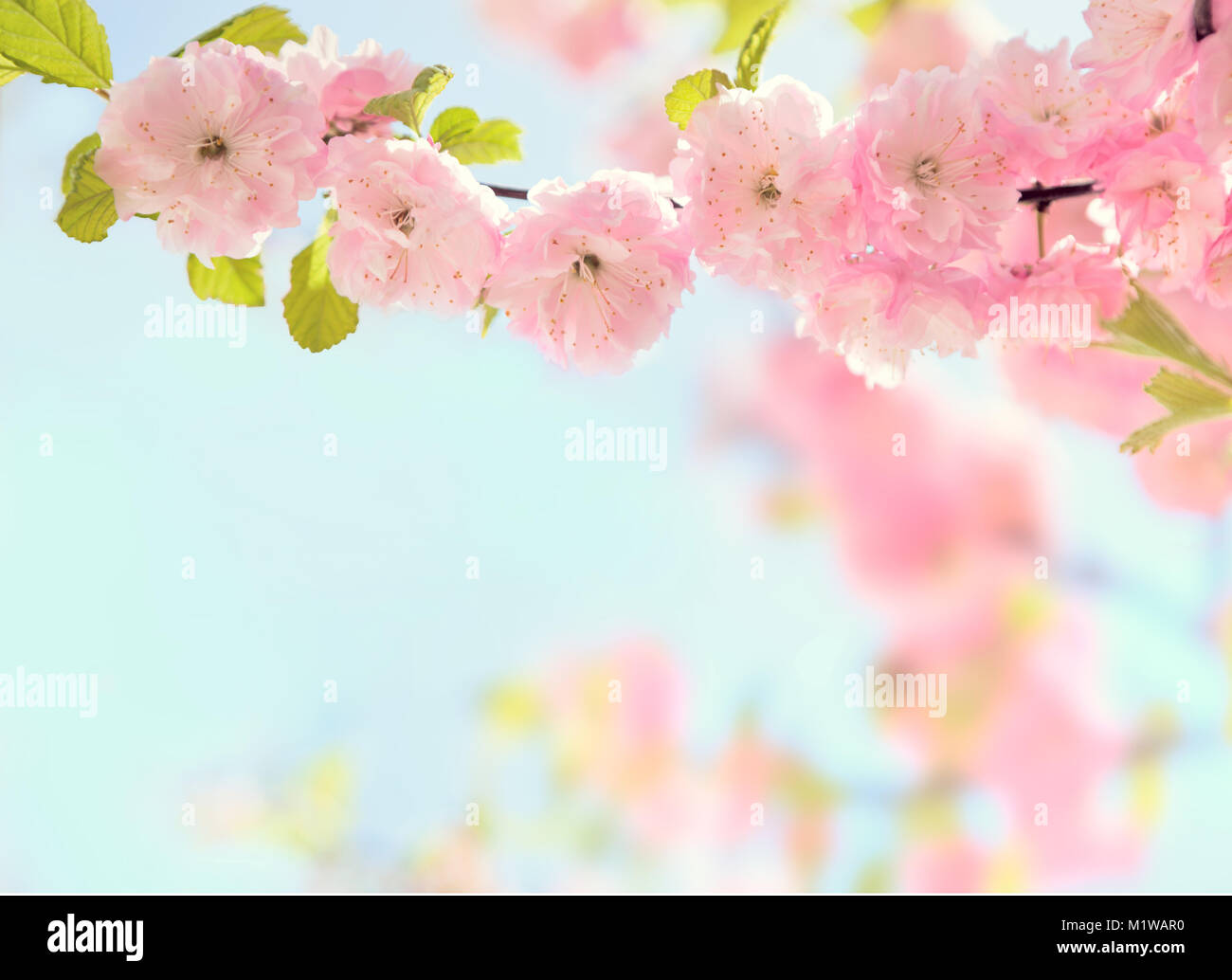 Zweig mit schönen rosa Blumen (blühenden Mandel). Sehr geringe Tiefenschärfe. Getonten Bild Stockfoto
