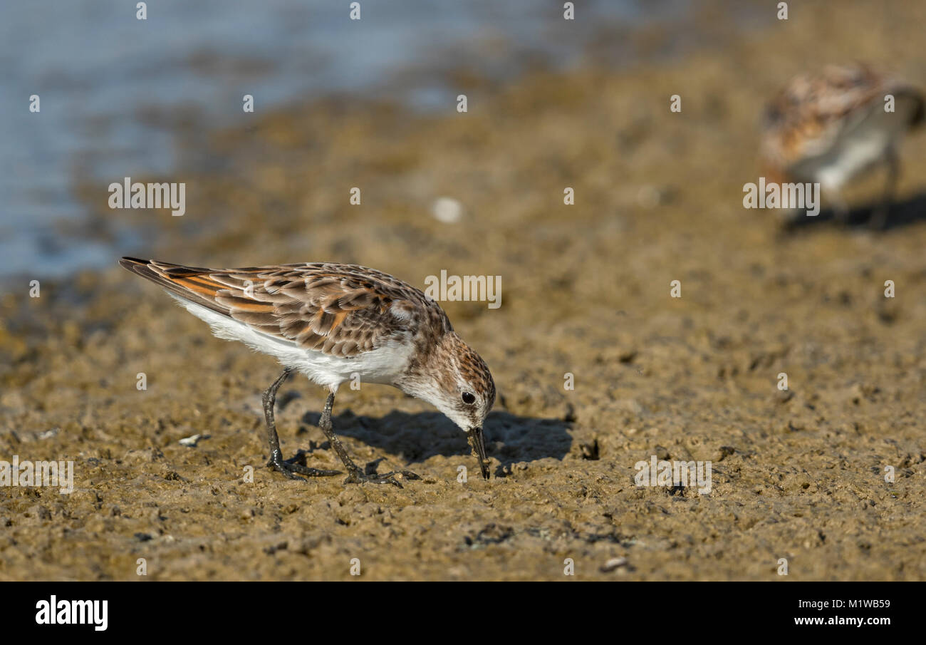 Zwergstrandläufer (Calidris Minuta) Stockfoto