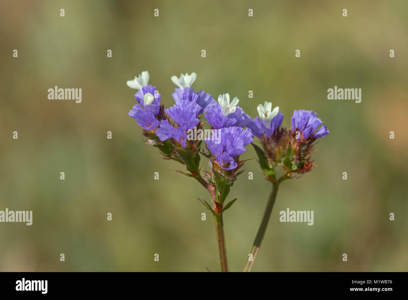 Blühende Statice, Meer Lavendel (Limonium Linearis), Stockfoto