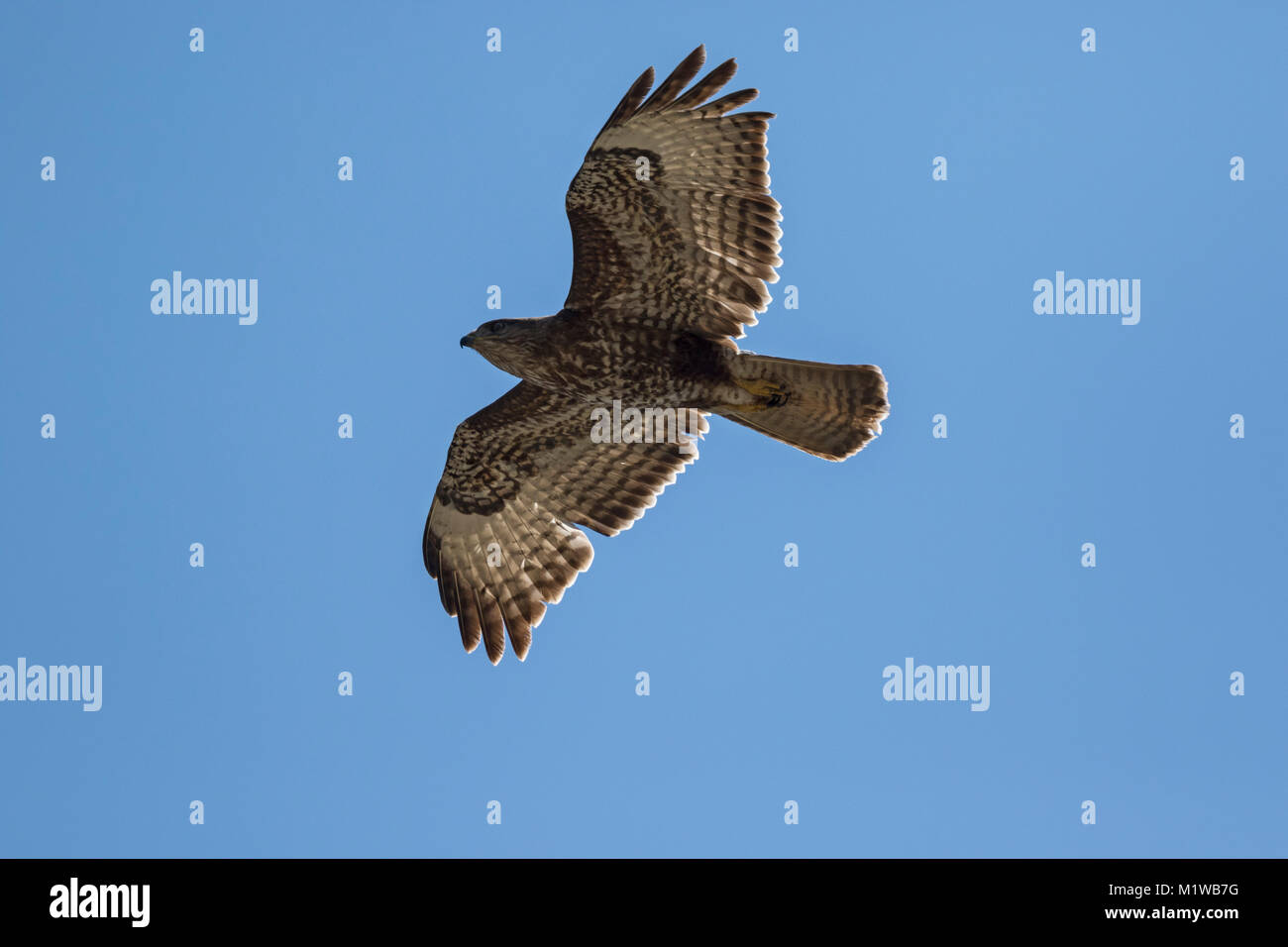 Mäusebussard, Eurasischen Bussard 2 Cy im Flug (Buteo buteo) Stockfoto