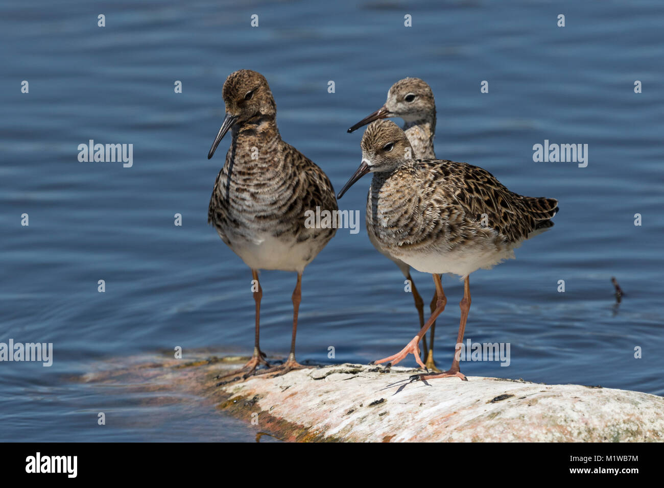 Kampfläufer (Philomachus pugnax), Scolopacidae Stockfoto