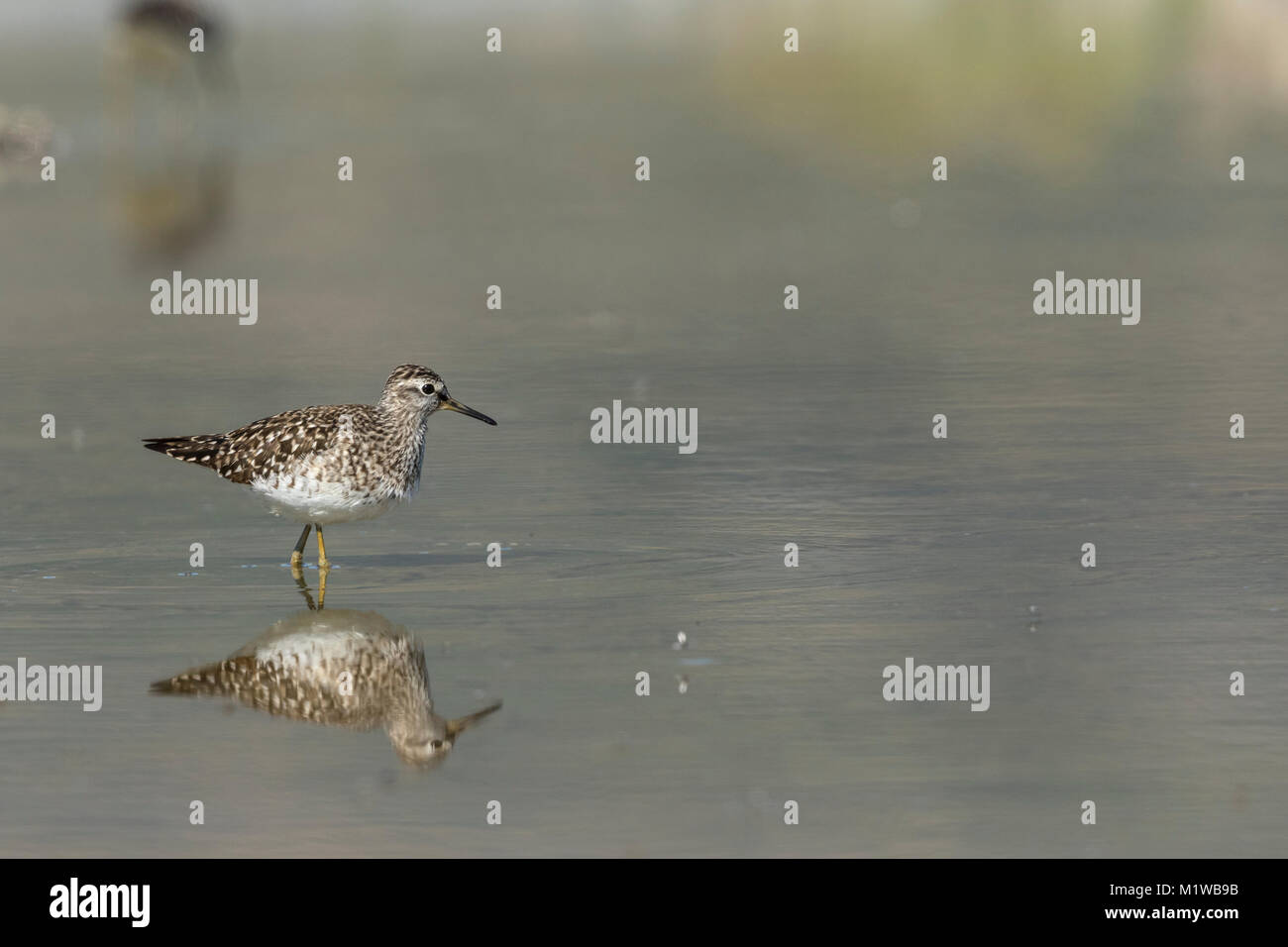 Bruchwasserläufer (Tringa glareola), (Scolopacidae) Stockfoto