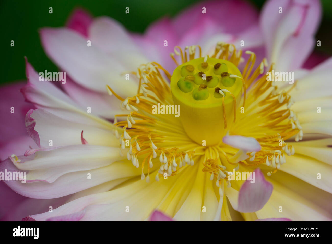 Erstaunlich Detailansicht im Inneren der Blüte einer gelb und rosa Lilie Blüte im Frühjahr Stockfoto