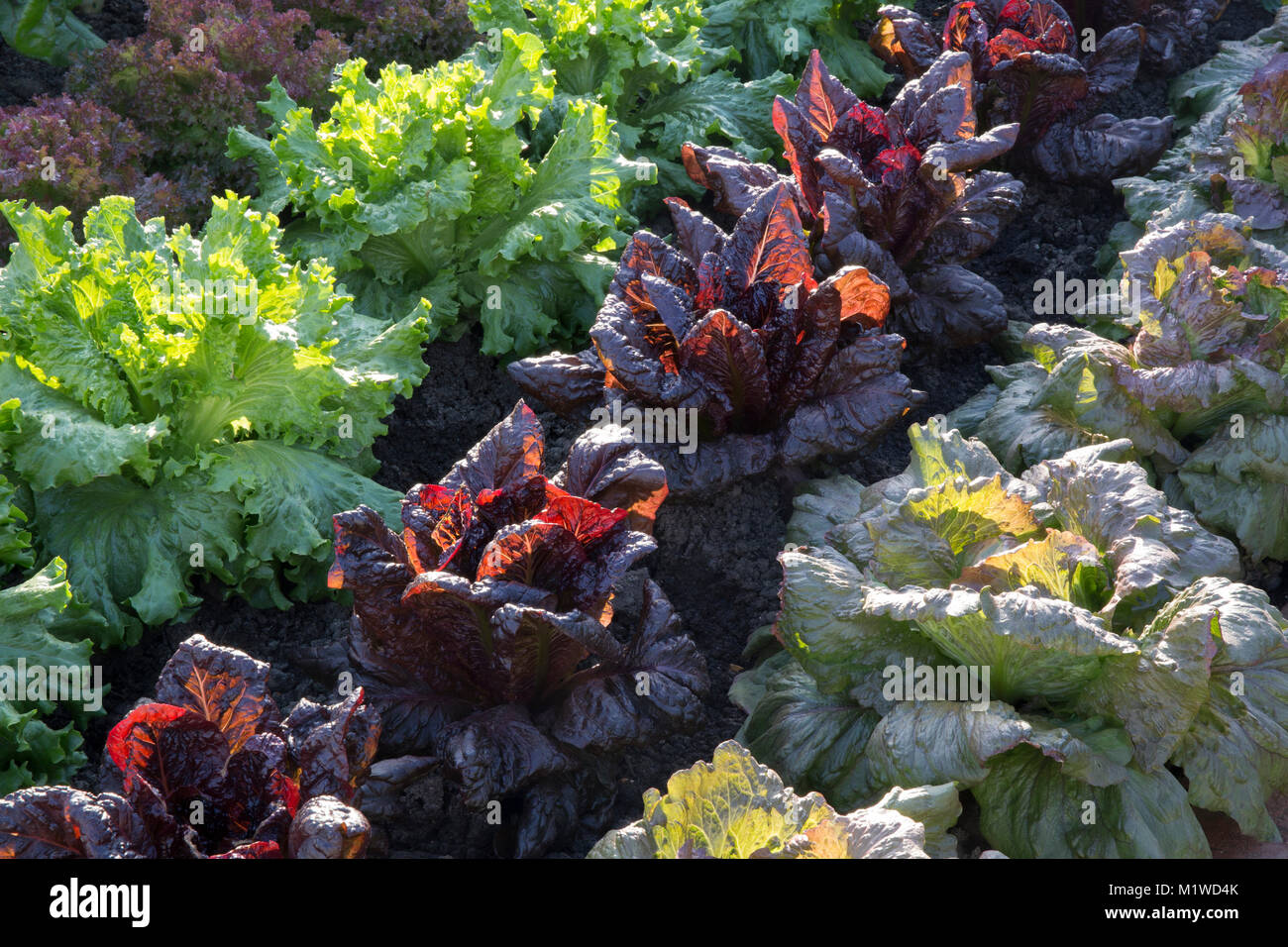 Ein Bio-Gemüsegarten mit einer Salatfrucht wächst In Reihen von links nach rechts - Red Iceberg - Nymans - Lettony - England Zuteilung UK Stockfoto