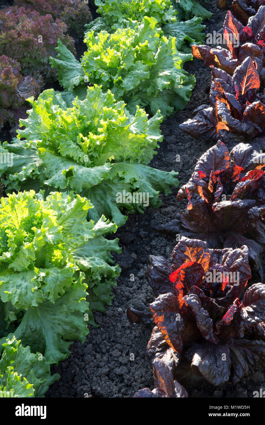 Ein Bio-Gemüsegarten mit einer Salatfrucht wächst In Reihen von links nach rechts - Nymans - Lettony - Lollo Rossa - England Zuteilung UK Stockfoto