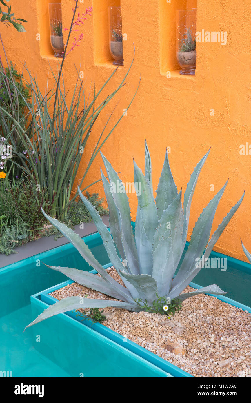 Wasserspiel kleiner Teich mit Agavenkaktus gerendert bemalte orange Wand unter Einem mexikanischen Sky Garten - Designer Manoj Malde - Chelsea Flower Show UK Stockfoto