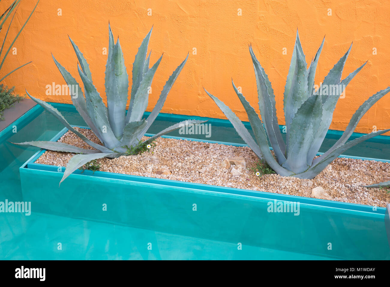 Wasserspiel kleiner Teich mit Agavenkaktus gerendert bemalte orange Wand unter Einem mexikanischen Sky Garten - Designer Manoj Malde - Chelsea Flower Show UK Stockfoto