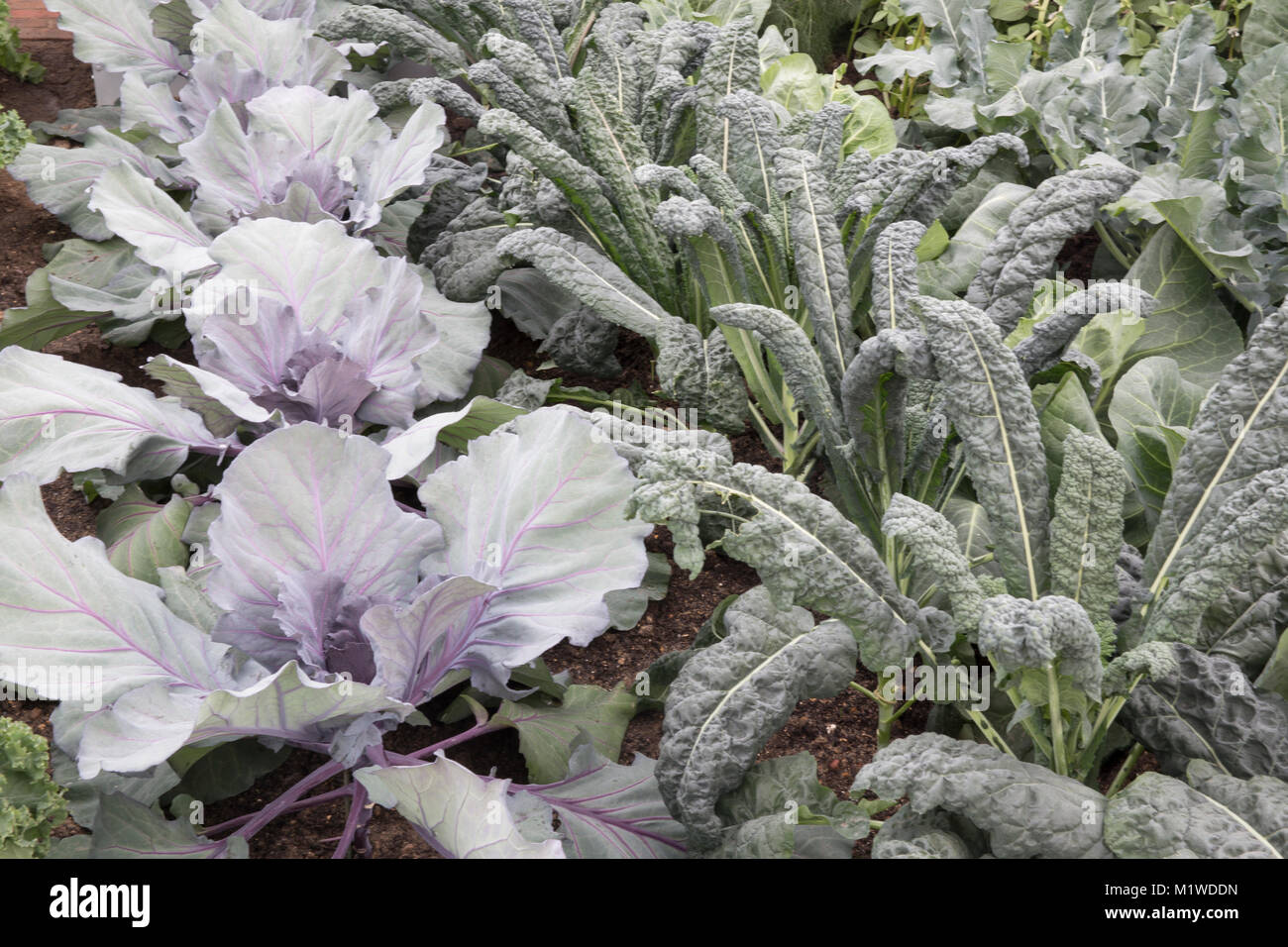 Eine kleine Küche Garten Zuteilung Gemüsevegetarette, wächst in Reihen Zuteilung von rechts nach links: Kohlroter Juwel - Kale Nero di Toscano UK Stockfoto