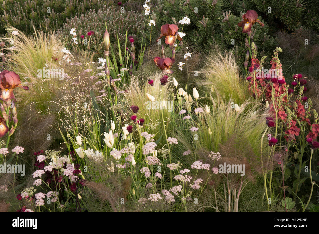 Die BBC Radio 2 Jeremy Vine Texture Garden, Iris germanica Kent Pride Cirsium rivulare Atropurpureum Ziergrasgräser Grenzen an den Sommer in Großbritannien Stockfoto