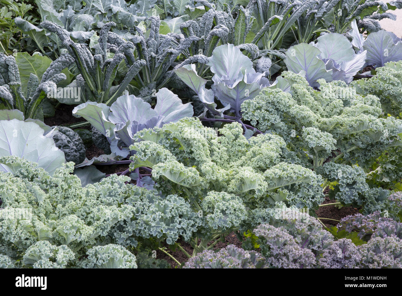 Ein Gemüsegarten Gemüsegarten Patch Grundstück wächst in Reihen von rechts nach links: Kale Reflex - Kohl Red Jewel - Kale Nero di Toscano UK Stockfoto