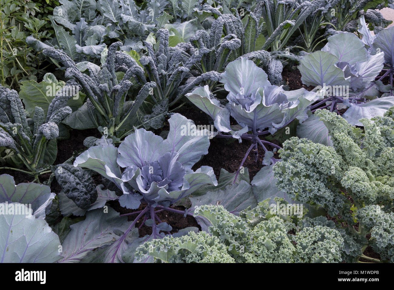 Ein Gemüsegarten-Gemüsegarten, der in Reihen von rechts nach links wächst: Kale Reflex - Kohl Red Jewel - Kale Nero di Toscano UK Stockfoto