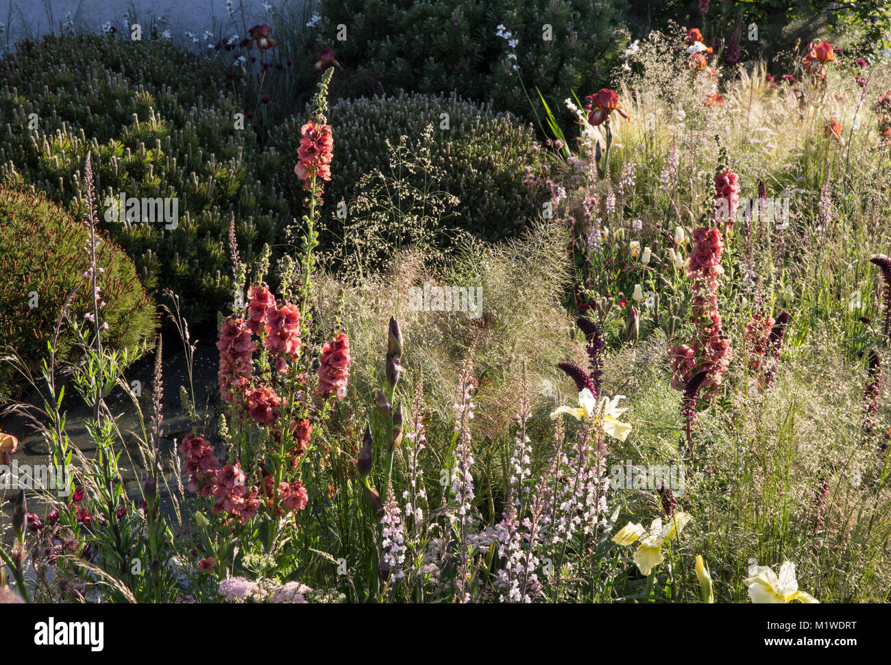 Die BBC Radio 2 Jeremy Vine Textur Garten, RHS Chelsea Flower Show 2017 Stockfoto