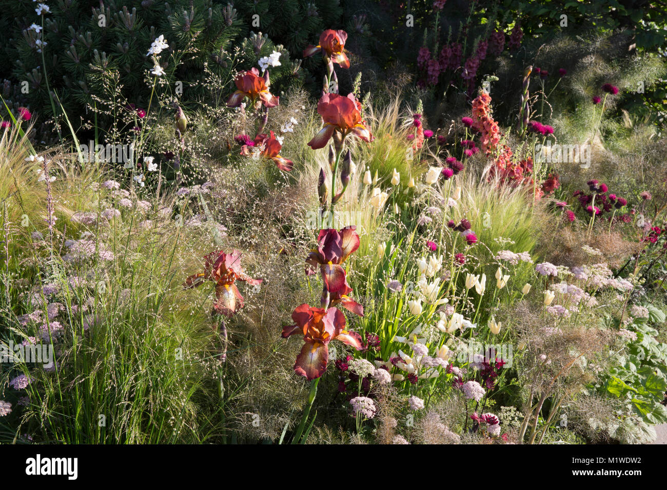 The BBC Radio 2 Jeremy Vine Texture Garden, RHS Chelsea Flower Show 2017 Blumengartengrenze mit Ziergrasgräsern UK Iris Kent Pride Stockfoto