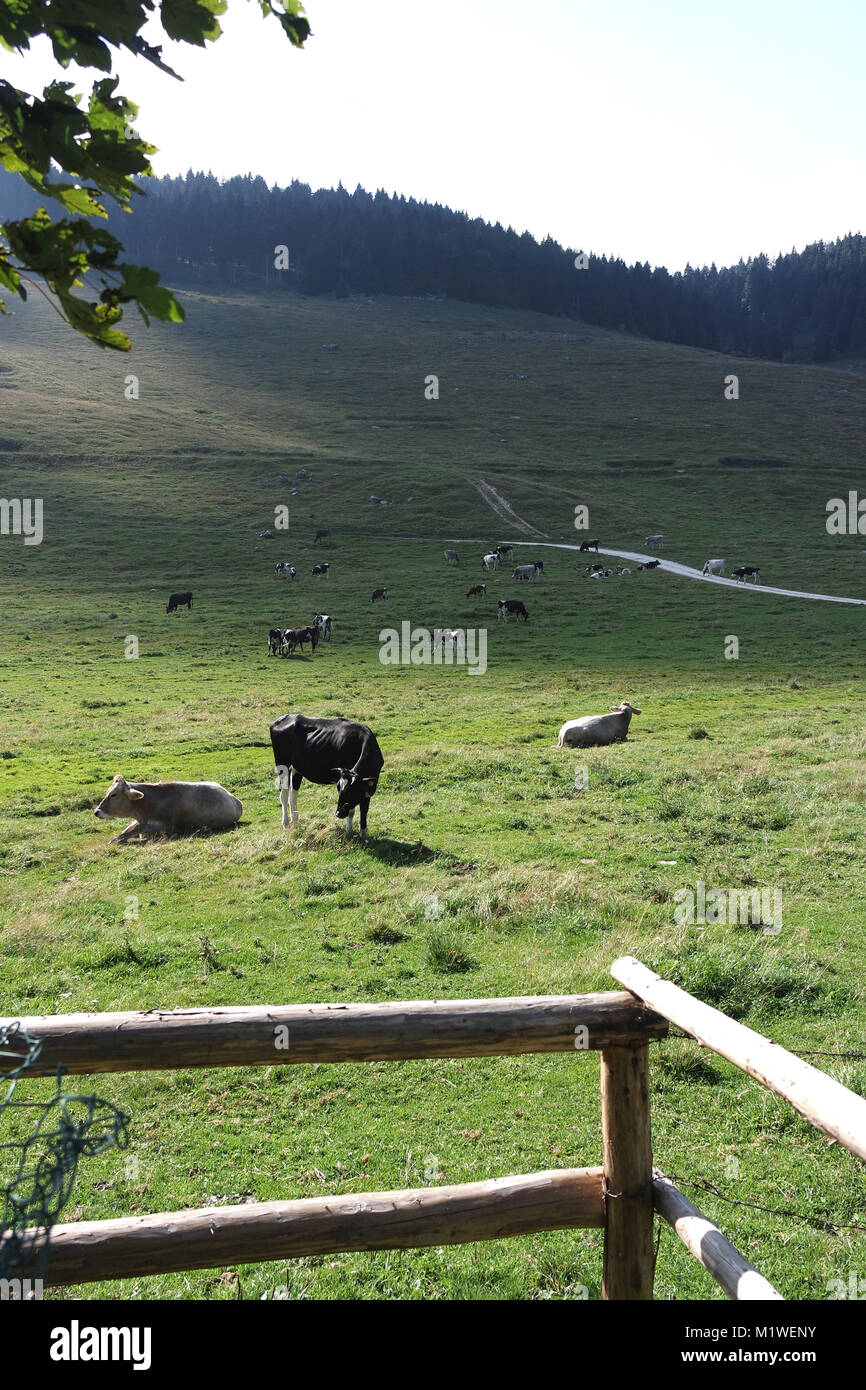 Kuhherde auf einer Wiese an einem hellen und sonnigen Tag in Italien. Stockfoto