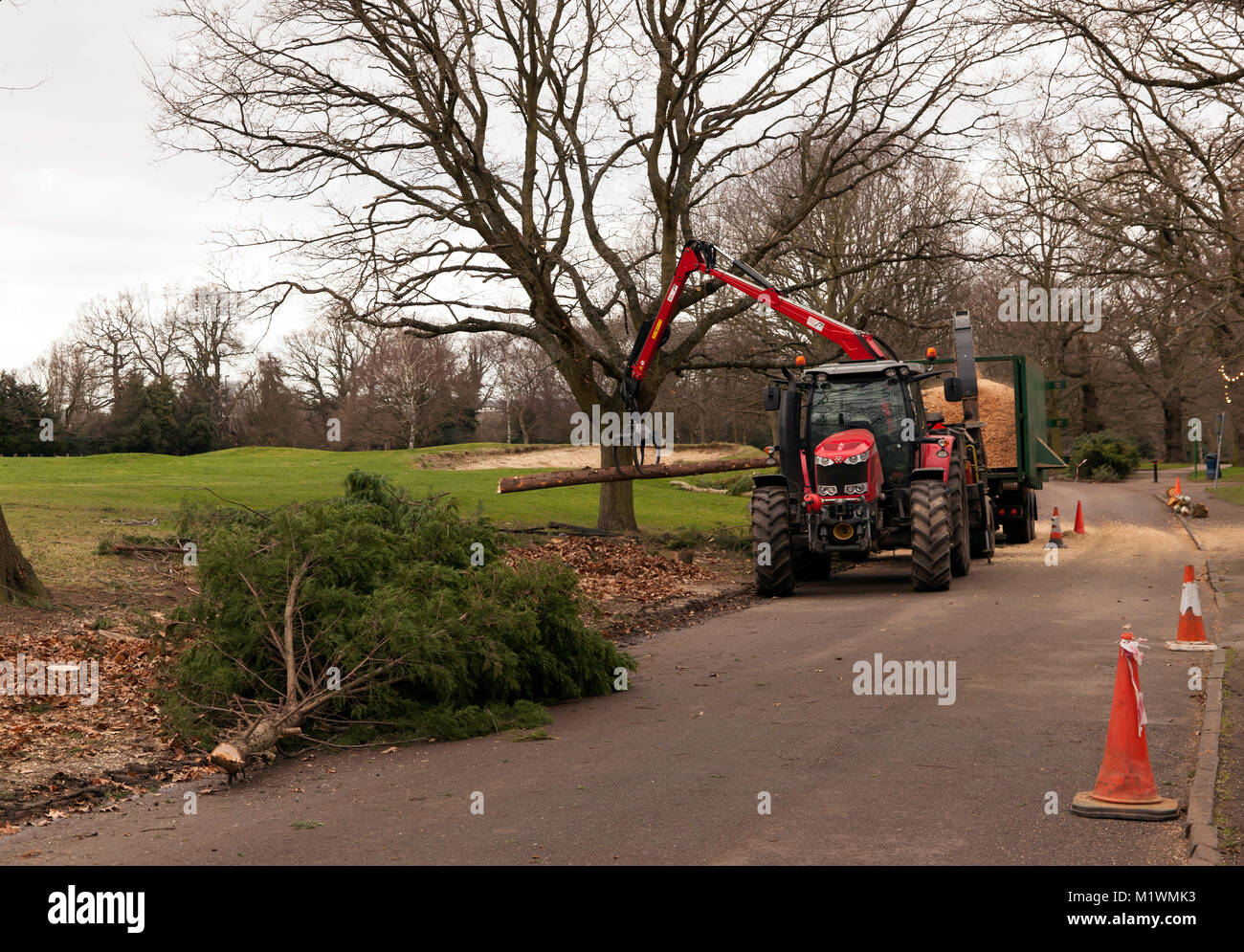Fremdfirmen beschäftigt Entfernen gesunde Bäume aus Beckenham Place Park, als Teil von Lewisham Räte Tree management Program" in Beckenham Place Park Stockfoto