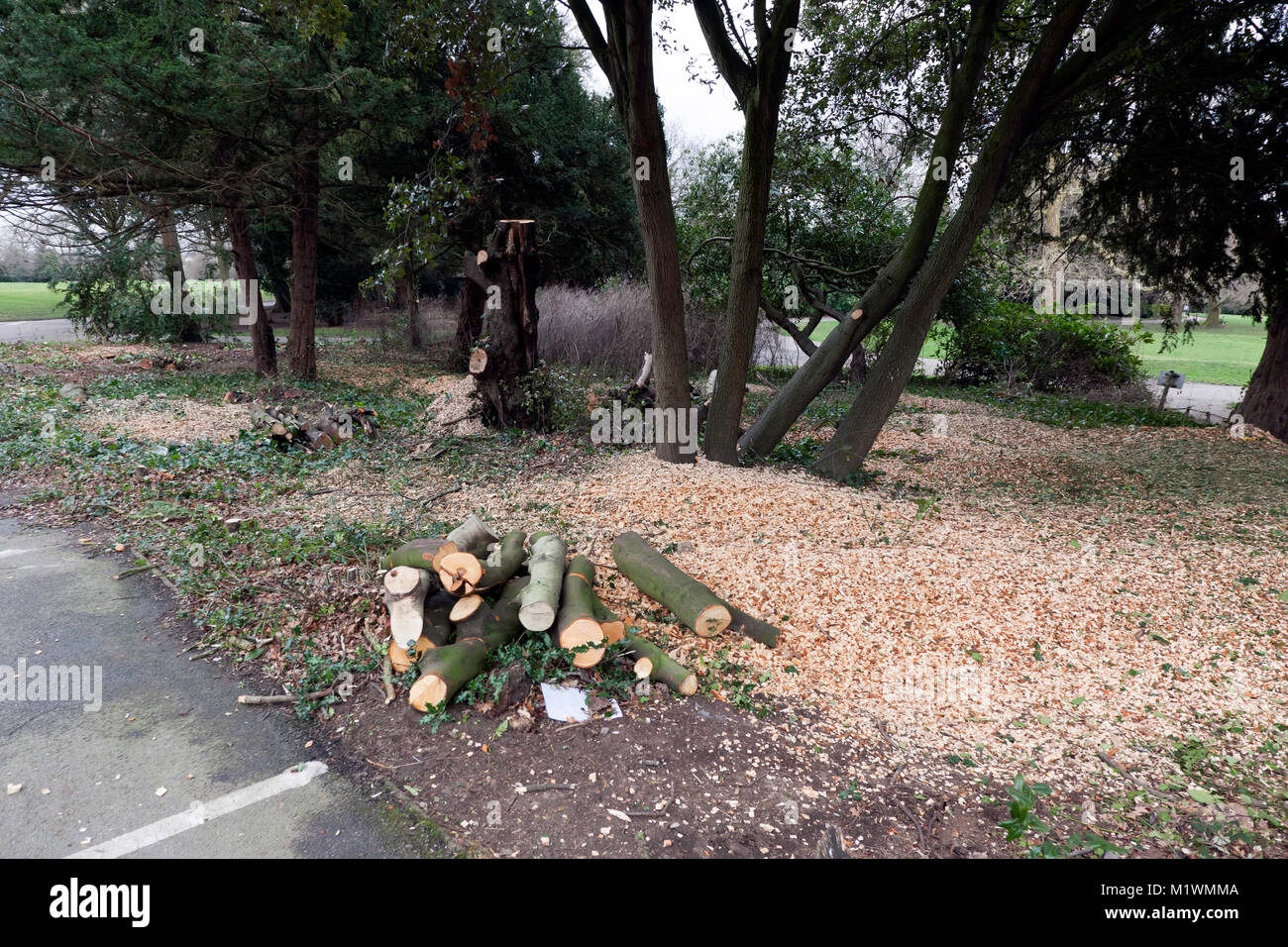 Fremdfirmen beschäftigt Entfernen gesunde Bäume aus Beckenham Place Park, als Teil von Lewisham Räte Tree management Programm" Stockfoto