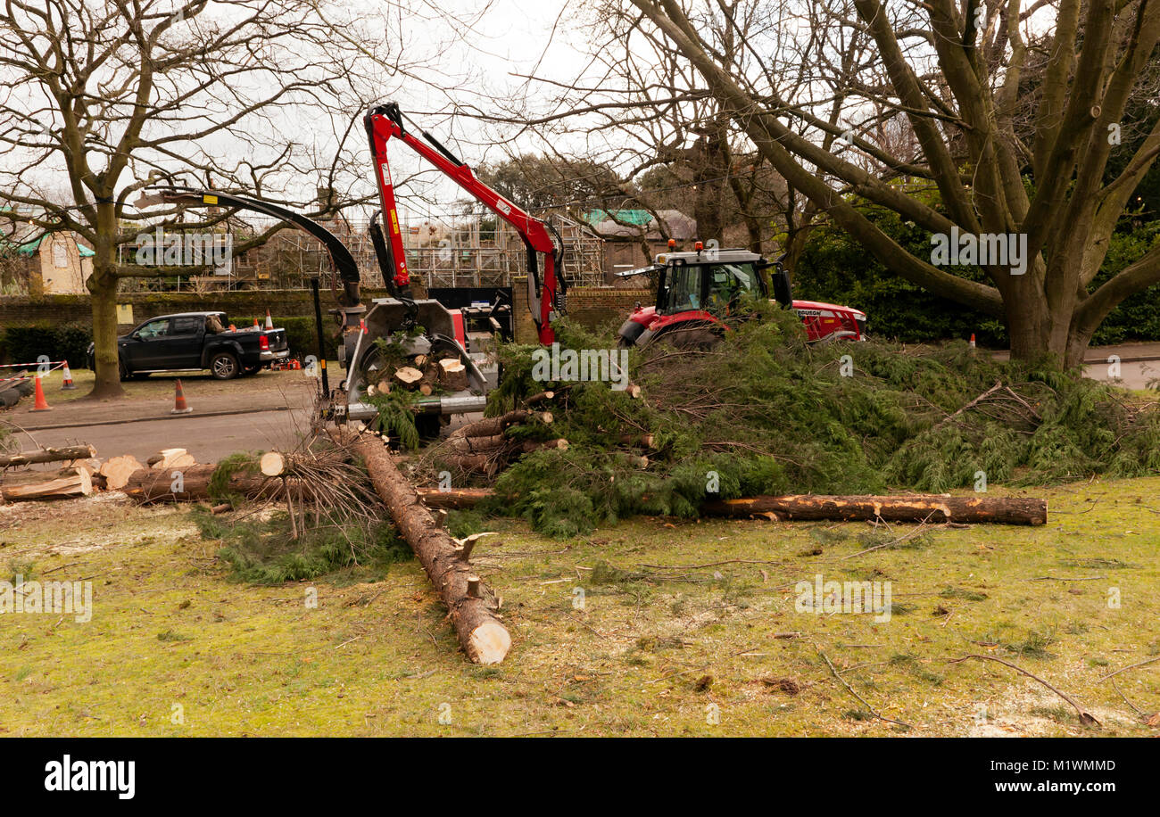 Fremdfirmen, die im Rahmen der geplanten „Verbesserungen“, die vom Lewisham Council umgesetzt wurden, schwere Anlagen zum Entfernen und Zerstören alter Bäume einsetzen Stockfoto