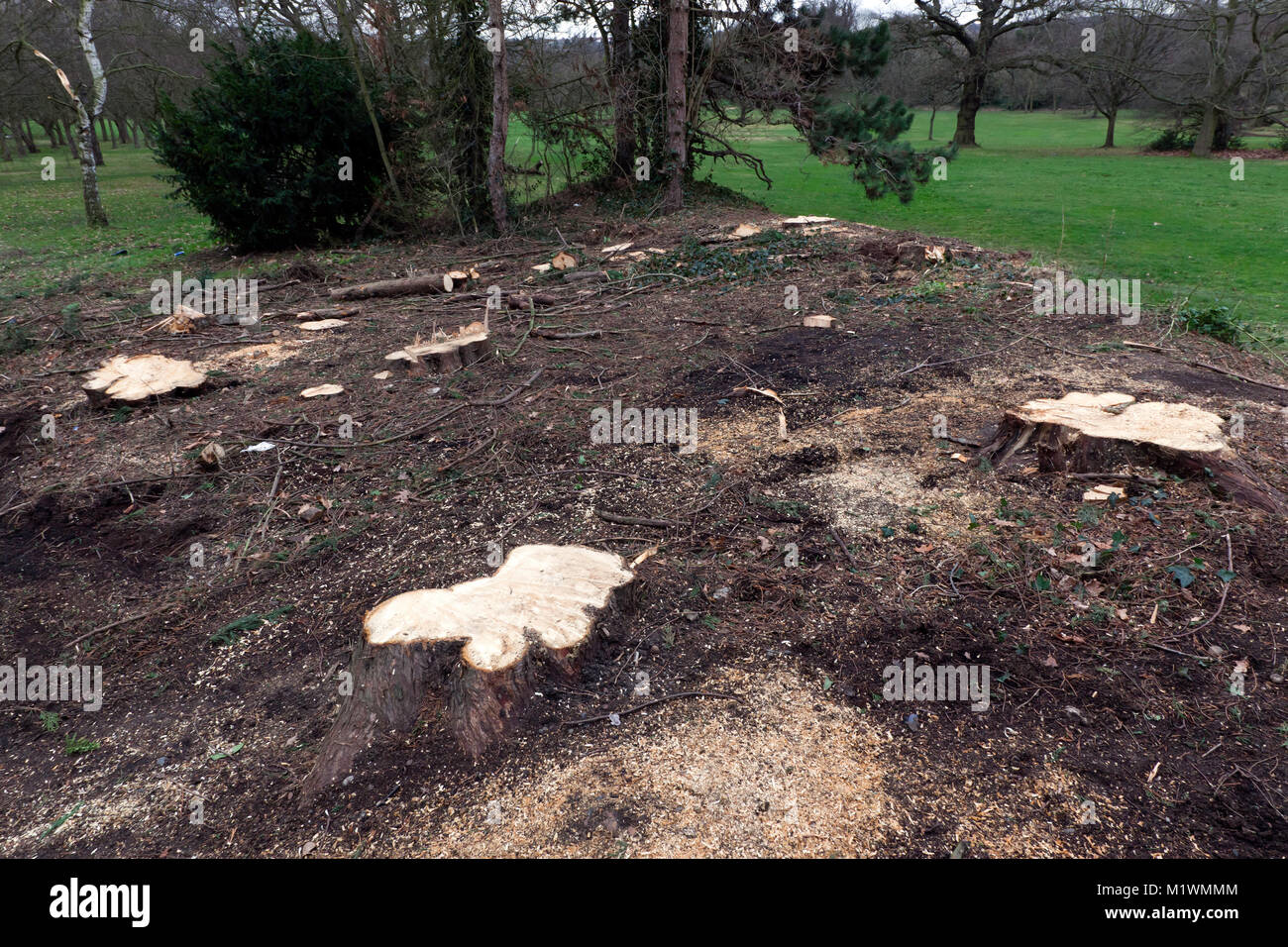 Reife gesunde Bäume, die im Rahmen des Lewisham Councils „Tree Management Program“ im Beckenham Place Park aus dem Beckenham Place Park entfernt wurden Stockfoto