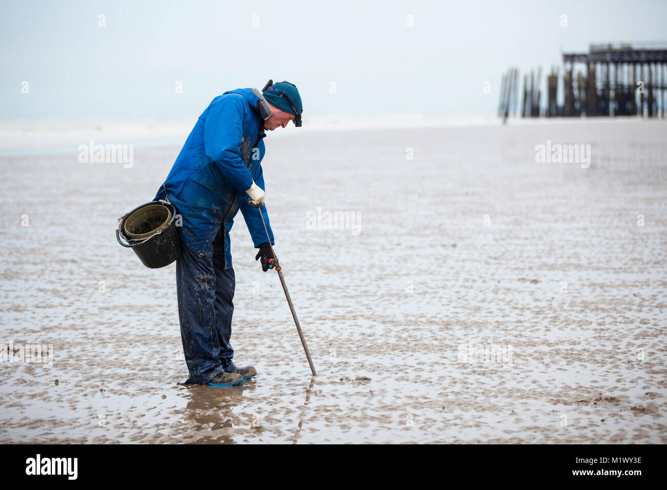 Lugworming auf dem Strand von Hastings, Großbritannien. Auf der Suche nach wattwürmer. Stockfoto