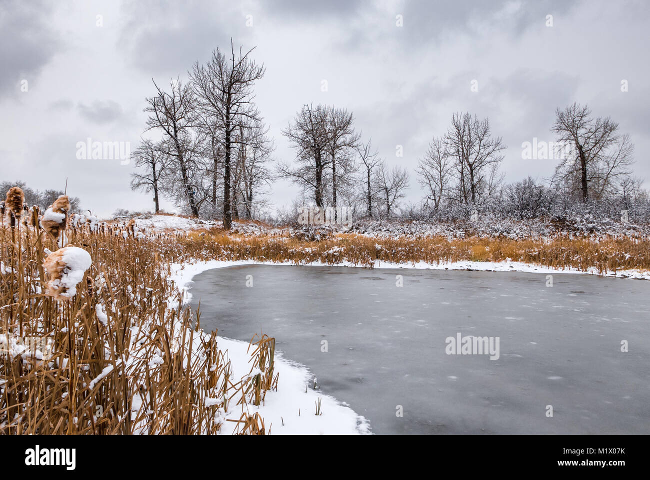 Eine kleine gefrorenen Teich mit rohrkolben im Winter Stockfoto