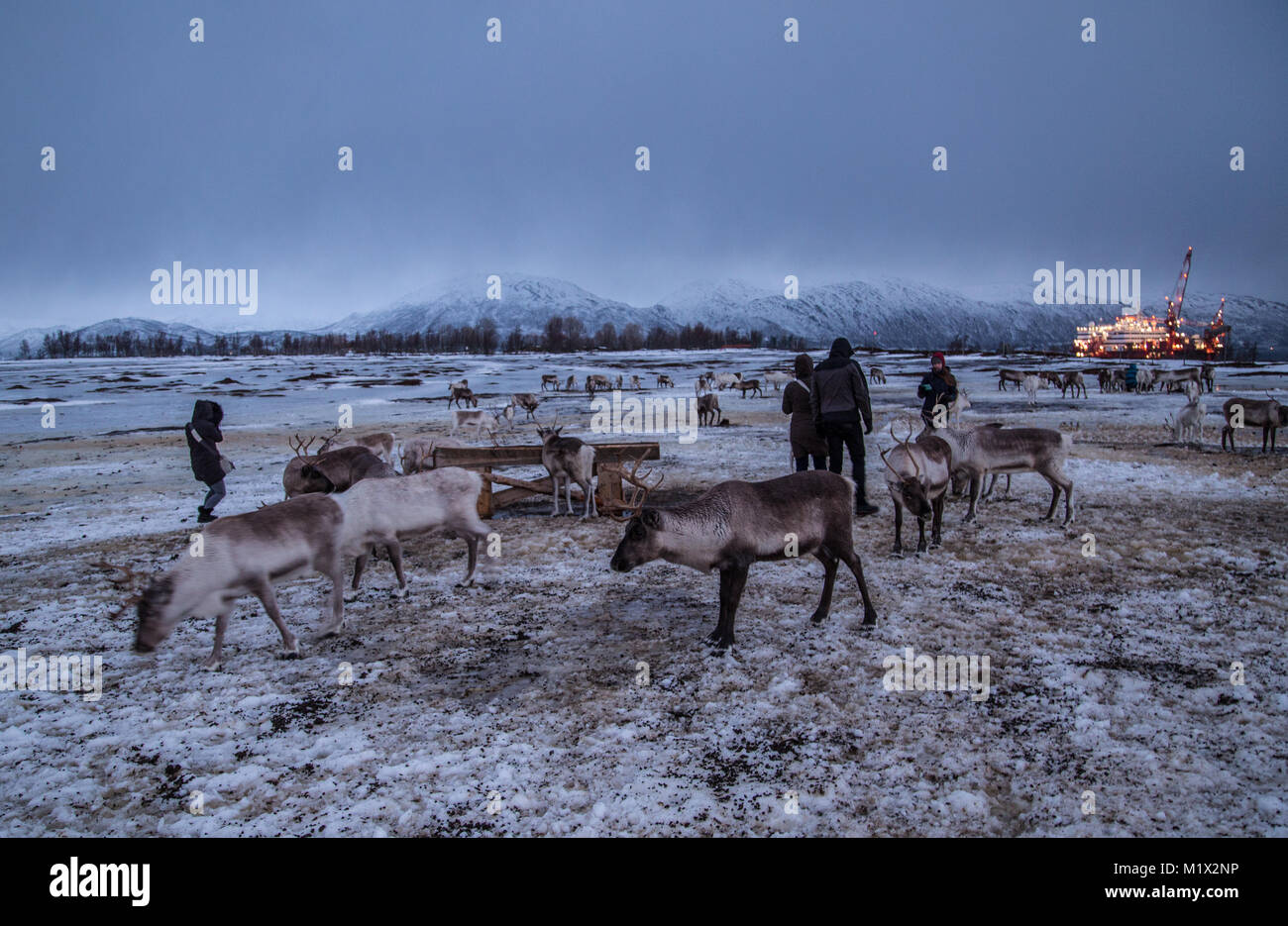 Menschen Fütterung Rentier zu einem Sami Rentier Camp in Tromsø, Norwegen während der Polarnacht im Dezember. Stockfoto