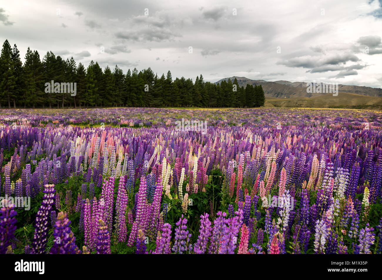 Landschaft Neuseelands Berge mit einem Feld von Wilde Lupinen im Vordergrund, Canterbury, NZ Stockfoto