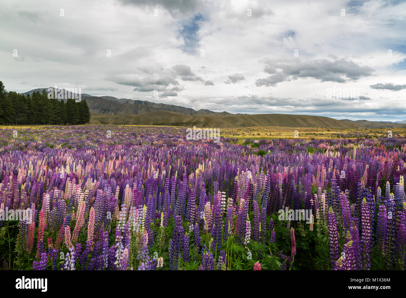 Ein Blick auf Neuseeland Berge mit Bereich der wilde Lupinen im Vordergrund Stockfoto