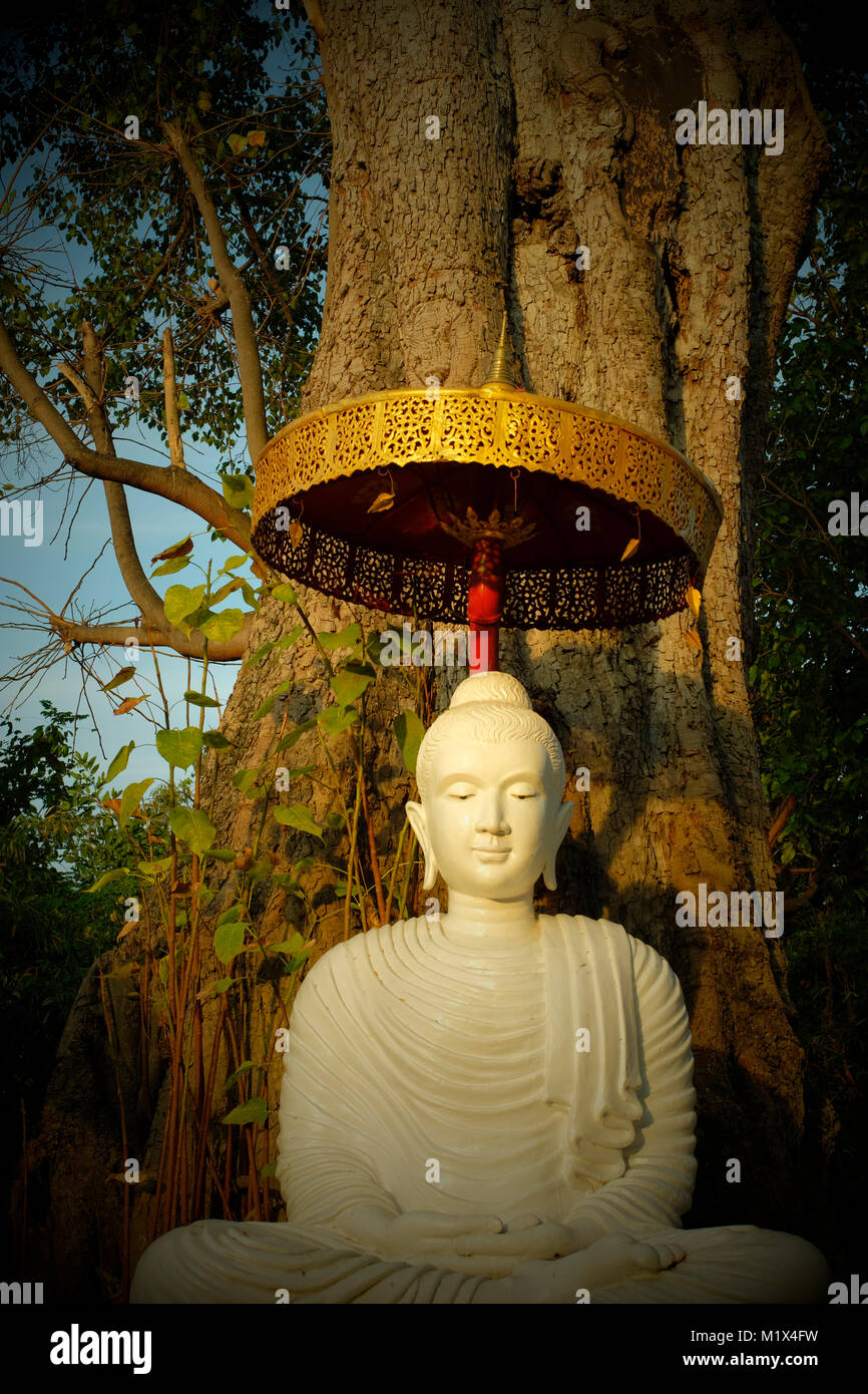 Ein Buddha Statue unter einem großen Baum in einem Tempel in Chiang Mai, Thailand. Stockfoto