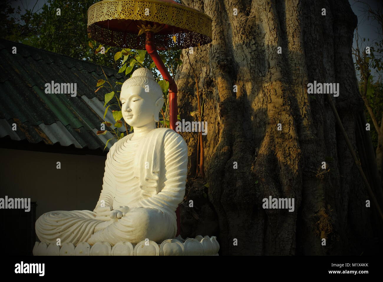 Ein Buddha Statue unter einem großen Baum in einem Tempel in Chiang Mai, Thailand. Stockfoto