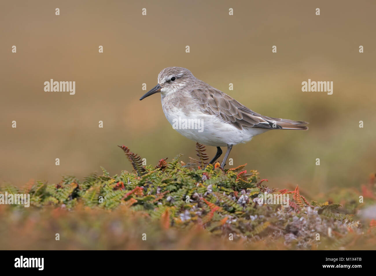 White-rumped Sandpiper Stockfoto