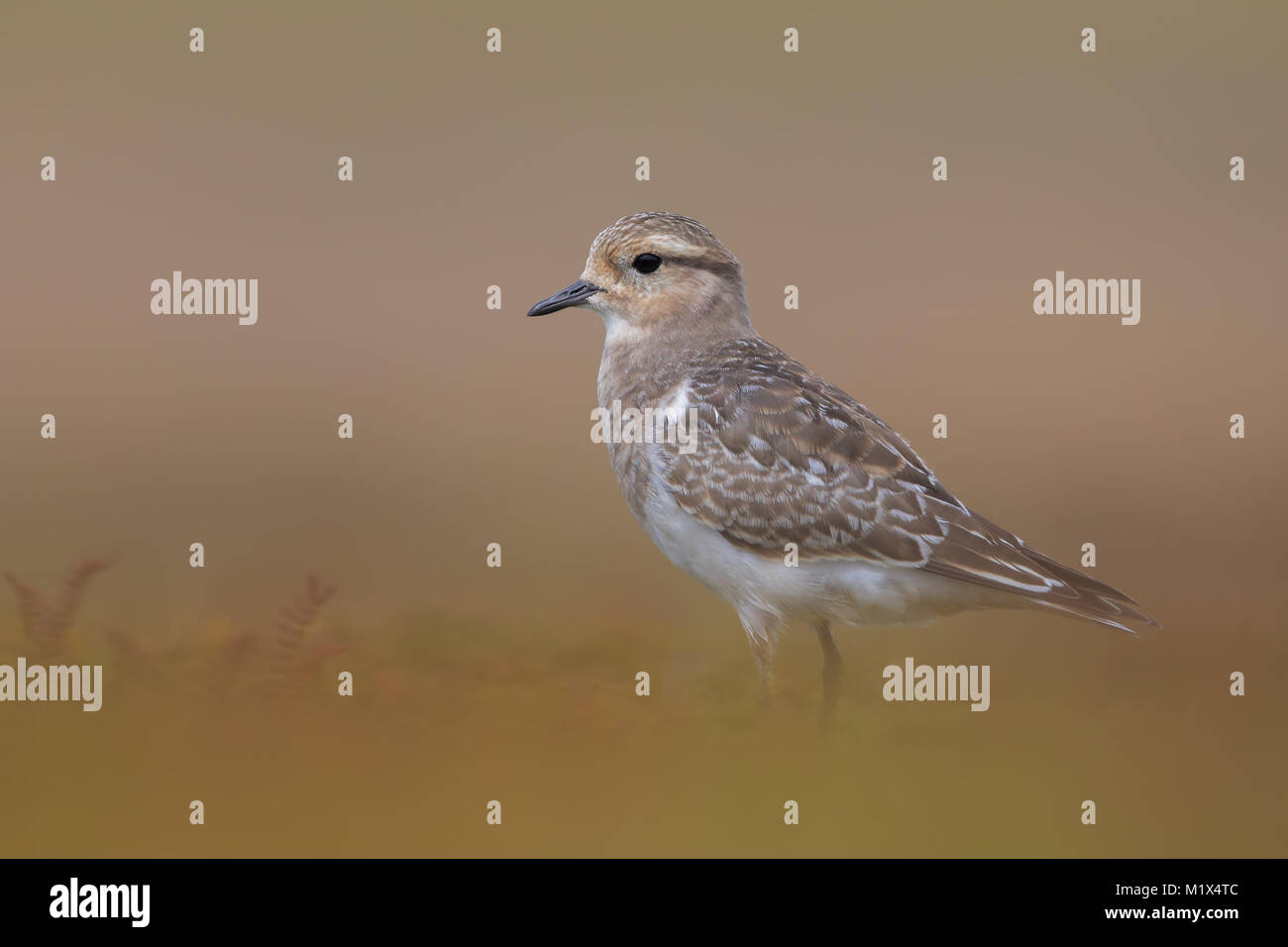 Kastanien - Banded Dotterel Stockfoto