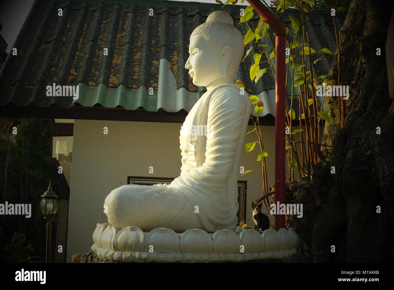 Ein Buddha Statue unter einem großen Baum in einem Tempel in Chiang Mai, Thailand. Stockfoto
