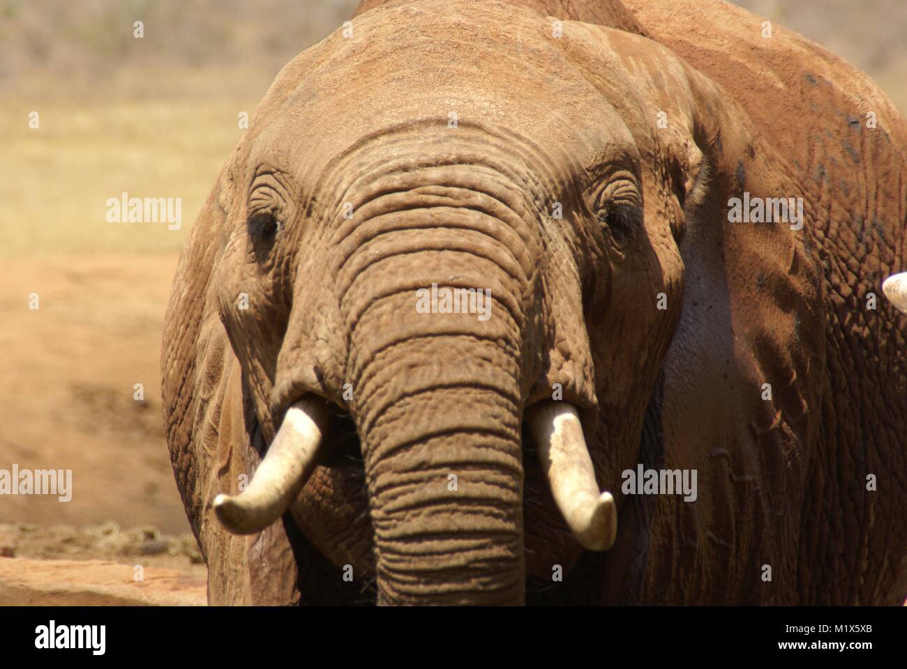Afrikanischer Elefant (Loxodonta africana) Kenia Safari Wildlife Natur Stockfoto