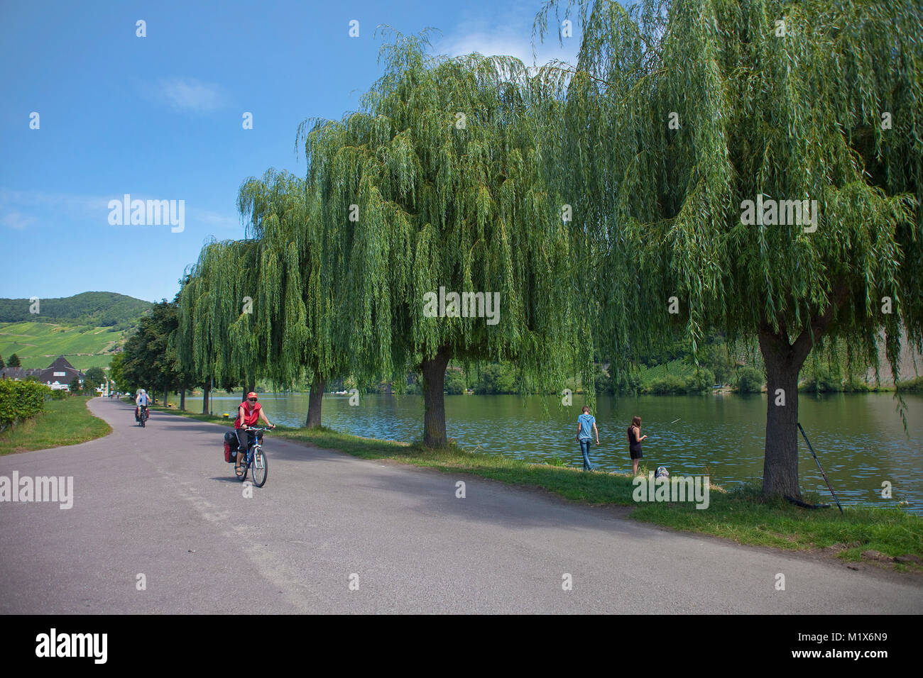 Radfahrer auf einem Trail bei triverside mit Weiden (Olea europaea), Piesport, Mosel, Rheinland-Pfalz, Deutschland, Europa Stockfoto