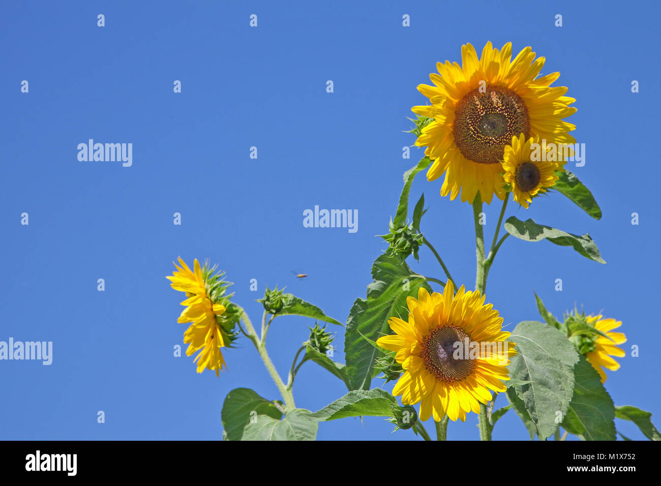Sonnenblumen (Helianthus annuus) bei weindorf Uerzig, Mosel, Rheinland-Pfalz, Deutschland, Europa Stockfoto