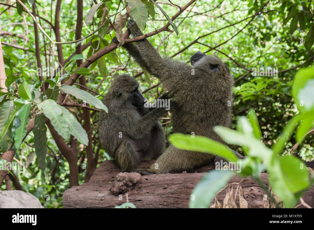 Guinea und olive paviane Fotos und Bildmaterial in hoher Auflösung